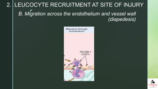 z
B. Migration across the endothelium and vessel wall
(diapedesis)
2. LEUCOCYTE RECRUITMENT AT SITE OF INJURY
 