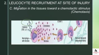 z
C. Migration in the tissues toward a chemotactic stimulus
(Chemotaxis)
2. LEUCOCYTE RECRUITMENT AT SITE OF INJURY
 