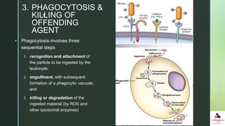 z
 Phagocytosis involves three
sequential steps
1. recognition and attachment of
the particle to be ingested by the
leukocyte;
2. engulfment, with subsequent
formation of a phagocytic vacuole;
and
3. killing or degradation of the
ingested material (by ROS and
other lysosomal enzymes)
3. PHAGOCYTOSIS &
KILLING OF
OFFENDING
AGENT
 
