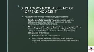 z
 Neutrophilic lysosomes contain two types of granules
 Smaller specific (or secondary) granules contain lysozyme,
collagenase, gelatinase, lactoferrin, plasminogen activator,
histaminase, and alkaline phosphatase.
 The larger azurophil (or primary) granules contain myeloperoxidase,
bactericidal factors (lysozyme, defensins), acid hydrolases, and a
variety of neutral proteases (elastase, cathepsin G, nonspecific
collagenases, proteinase 3).
 Acid proteases degrade bacteria and debris
 Neutral proteases are capable of degrading various extracellular
components, such as collagen, basement membrane, fibrin, elastin, and
cartilage
3. PHAGOCYTOSIS & KILLING OF
OFFENDING AGENT
 