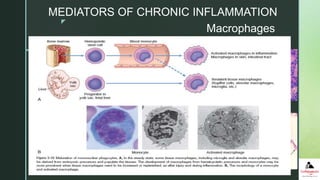 z
Macrophages
 Cells derived from monocytes – part of
mononuclear phagocyte system
 Examples
 normally diffusely scattered in most
connective tissues.
 liver (where they are called Kupffer cells),
 spleen and lymph nodes (called sinus
histiocytes),
 central nervous system (microglial cells), and
 lungs (alveolar macrophages)
MEDIATORS OF CHRONIC INFLAMMATION
 