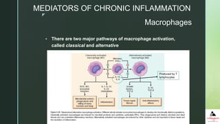z
 There are two major pathways of macrophage activation,
called classical and alternative
MEDIATORS OF CHRONIC INFLAMMATION
Macrophages
Produced by T
lymphocytes
 