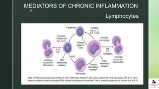 z
Lymphocytes
MEDIATORS OF CHRONIC INFLAMMATION
 
