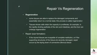 z
Repair Vs Regeneration
 Regeneration
 some tissues are able to replace the damaged components and
essentially return to a normal state; this process is called regeneration
 Tissues whose cells retain the capacity to proliferate, for example, in
the rapidly dividing epithelia of the skin and intestines, and the liver can
undergo regeneration
 Repair (scar formation)
 If the injured tissues are incapable of complete restitution, or if the
supporting structures of the tissue are severely damaged, repair
occurs by the laying down of connective (fibrous) tissue
 