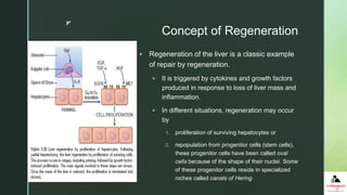 z
Concept of Regeneration
 Regeneration of the liver is a classic example
of repair by regeneration.
 It is triggered by cytokines and growth factors
produced in response to loss of liver mass and
inflammation.
 In different situations, regeneration may occur
by
1. proliferation of surviving hepatocytes or
2. repopulation from progenitor cells (stem cells),
these progenitor cells have been called oval
cells because of the shape of their nuclei. Some
of these progenitor cells reside in specialized
niches called canals of Hering
 