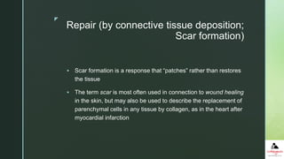 z
Repair (by connective tissue deposition;
Scar formation)
 Scar formation is a response that “patches” rather than restores
the tissue
 The term scar is most often used in connection to wound healing
in the skin, but may also be used to describe the replacement of
parenchymal cells in any tissue by collagen, as in the heart after
myocardial infarction
 