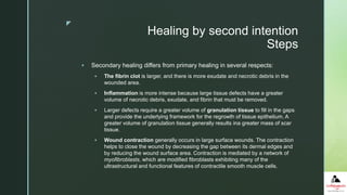 z
Healing by second intention
Steps
 Secondary healing differs from primary healing in several respects:
 The fibrin clot is larger, and there is more exudate and necrotic debris in the
wounded area.
 Inflammation is more intense because large tissue defects have a greater
volume of necrotic debris, exudate, and fibrin that must be removed.
 Larger defects require a greater volume of granulation tissue to fill in the gaps
and provide the underlying framework for the regrowth of tissue epithelium. A
greater volume of granulation tissue generally results ina greater mass of scar
tissue.
 Wound contraction generally occurs in large surface wounds. The contraction
helps to close the wound by decreasing the gap between its dermal edges and
by reducing the wound surface area. Contraction is mediated by a network of
myofibroblasts, which are modified fibroblasts exhibiting many of the
ultrastructural and functional features of contractile smooth muscle cells.
 