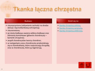 Budowa:                                     Dzieli się na:

     • nieunaczyniona (odżywianie zachodzi na drodze       • tkankę chrzęstną szklistą,
       dyfuzji z łącznotkankową ochrzęstną);               • tkankę chrzęstną sprężystą,
     • nieunerwiona;                                       • tkankę chrzęstną włóknistą.
     • jej istota białkowa zawiera włókna białkowe oraz
       elementy komórkowe (głównie chondrocyty –
       komórki chrzęstne);
     • zespół chondrocytów tworzy chondron;
     • w następstwie urazu chondrocyty przekształcają
       się w chondroklasty, które rozpuszczają chrząstkę
       oraz w chondrocyty, które ją regenerują.




20
 