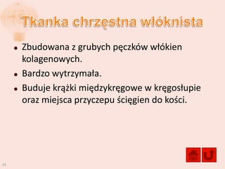    Zbudowana z grubych pęczków włókien
         kolagenowych.
        Bardzo wytrzymała.
        Buduje krążki międzykręgowe w kręgosłupie
         oraz miejsca przyczepu ścięgien do kości.




24
 