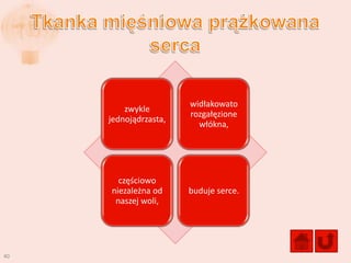 widłakowato
         zwykle
                       rozgałęzione
     jednojądrzasta,
                         włókna,




       częściowo
     niezależna od     buduje serce.
      naszej woli,




40
 