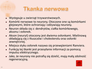    Występuje u zwierząt trzywarstwowych.
        Komórki nerwowe to neurony. Otoczone one są komórkami
         glejowymi, które ochraniają i odżywiają neurony.
        Neuron składa się z: dendrytów, ciałka komórkowego,
         aksonu i osłonek.
        Akson (neuryt) otoczony jest dwiema osłonkami. Mielinową
         składającą się z tłuszczów i cholesterolu oraz osłonki
         zewnętrznej.
        Miejsca styku osłonek nazywa się przewężeniami Ranviera.
        Funkcją tej tkanki jest przesyłanie informacji za pomocą
         impulsu elektrycznego.
        Jako, że neurony nie potrafią się dzielid, mają małą zdolnośd
         regeneracyjną.

44
 
