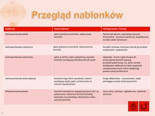Nabłonek                      Cechy budowy:                                    Występowanie i funkcja

    Jednowarstwowy płaski         Jądra położone centralnie, spłaszczone           Pęcherzyki płucne, wyścielają naczynia
                                  komórki.                                         krwionośne - wymiana substancji, współtworzą
                                                                                   torebki ciałek nerkowych.


    Jednowarstwowy sześcienny     Jądra położone centralnie, równościenne          Kanaliki nerkowe, koocowe odcinki gruczołów -
                                  komórki.                                         wchłanianie i wydzielanie.


    Jednowarstwowy walcowaty      Jądra w dolnej części cytoplazmy; wysokie        Jajowody – liczne rzęski służące do
                                  komórki; występują mikrokosmki lub rzęski.       przesuwania komórki jajowej;
                                                                                   przewód pokarmowy, np. jelito cienkie –
                                                                                   dodatkowo nabłonek ma dużo wypustek
                                                                                   cytoplazmatycznych, które zwiększają
                                                                                   powierzchnię wchłaniania


    Jednowarstwowy wielorzędowy   Komórki mają różne wysokości; czasem             Drogi oddechowe – oczyszczanie, rzęski
                                  występują rzęski; jądra umieszczone na           pomagają usuwad zanieczyszczenia
                                  różnych wysokościach.


    Wielowarstwowy płaski         Komórki zewnętrzne ulegają łuszczeniu się i są   Jama ustna, pochwa, rogówka oka, naskórek –
                                  spłaszczone; natomiast komórki bardziej          ochrania.
                                  wewnątrz się powielają; zbudowany z kilku
                                  warstw komórek.




8
 