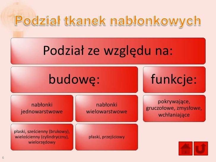 Sprawdzian Z Biologi O Tkankach Zwierzecych 1 Gim Tkanki zwierzęce