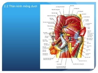 2.2 Thần kinh mông dưới  