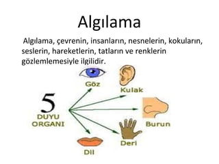 Algılama
Algılama, çevrenin, insanların, nesnelerin, kokuların,
seslerin, hareketlerin, tatların ve renklerin
gözlemlemesiyle ilgilidir.
 