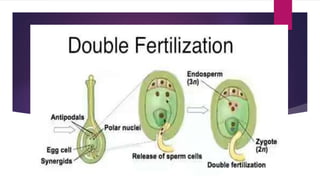 Fertiliztion