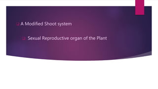 ļ± A Modified Shoot system
ļ± Sexual Reproductive organ of the Plant