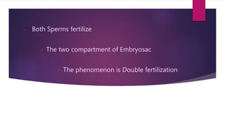 ļ Both Sperms fertilize
ļ The two compartment of Embryosac
ļ The phenomenon is Double fertilization