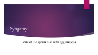Syngamy
One of the sperm fuse with egg nucleus