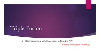 Triple Fusion
ļ± Other sperm fuse with Polar nuclei to form the PEN
{ Primary Endosperm Nucleus }