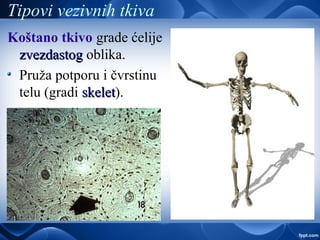 Tipovi vezivnih tkiva
Koštano tkivo grade ćelije
zvezdastogzvezdastog oblika.
Pruža potporu i čvrstinu
telu (gradi skeletskelet).
 
