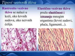 Tipovi vezivnih tkiva
Rastresito vezivno
tkivo se nalazi u
koži, oko krvnih
sudova, oko nervnih
ćelija.
Elastično vezivno tkivo
pruža elastičnost ielastičnost i
istezanjeistezanje mnogim
organima (krvni sudovi,
pluća, ligamenti...).
 