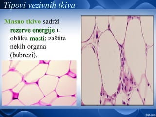 Tipovi vezivnih tkiva
Masno tkivo sadrži
rezerve energijerezerve energije u
obliku mastimasti; zaštita
nekih organa
(bubrezi).
 