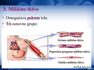 3. Mišićno tkivo
Omogućava pokretepokrete tela.
TriTri osnovne grupe:
Srčano mišićno tkivo
Poprečno-prugasto mišićno tkivo
Glatko mišićno tkivo
 