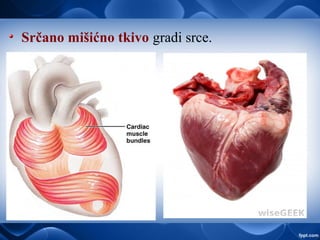 Srčano mišićno tkivo gradi srce.
 