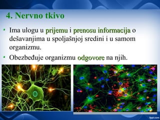 4. Nervno tkivo
Ima ulogu u prijemuprijemu i prenosu informacijaprenosu informacija o
dešavanjima u spoljašnjoj sredini i u samom
organizmu.
Obezbeđuje organizmu odgovoreodgovore na njih.
 