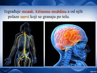 Izgrađuje mozakmozak, kičmenu moždinukičmenu moždinu a od njih
polaze nervinervi koji se granaju po telu.
 