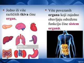 Jedno ili više
različitih tkiva čine
organ.
Više povezanih
organa koji zajedno
obavljaju određenu
funkciju čine sistem
organa.
 