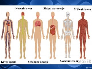 Krvni sistem
Nervni sistem
Sistem za disanje
Sistem za varenje
Skeletni sistem
Mišićni sistem
 