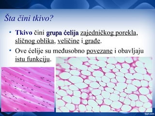 Šta čini tkivo?
Tkivo čini grupa ćelijagrupa ćelija zajedničkog porekla,
sličnog oblika, veličine i građe.
Ove ćelije su međusobno povezane i obavljaju
istu funkciju.
 
