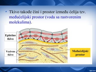 Tkivo takođe čini i prostor između ćelija tzv.
međućelijski prostor (voda sa rastvorenim
molekulima).
Epitelno
tkivo
Vezivno
tkivo
Međućelijski
prostor
 