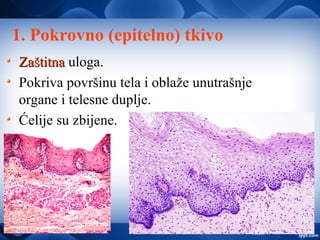1. Pokrovno (epitelno) tkivo
ZaštitnaZaštitna uloga.
Pokriva površinu tela i oblaže unutrašnje
organe i telesne duplje.
Ćelije su zbijene.
 