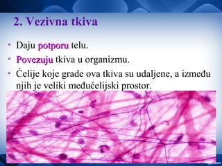 2. Vezivna tkiva
Daju potporupotporu telu.
PovezujuPovezuju tkiva u organizmu.
Ćelije koje grade ova tkiva su udaljene, a između
njih je veliki međućelijski prostor.
 