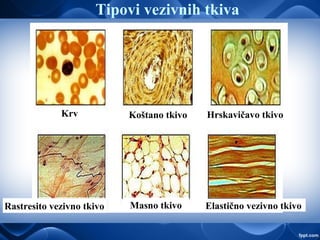 Krv Koštano tkivo Hrskavičavo tkivo
Rastresito vezivno tkivo Masno tkivo Elastično vezivno tkivo
Tipovi vezivnih tkiva
 