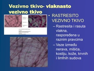 Vezivno tkivo- vlaknasto
vezivno tkivo
• RASTRESITO
VEZIVNO TKIVO
– Rastresita i rasuta
vlakna,
raspoređena u
raznim pravcima
– Veze između
nerava, mišića,
kostiju, kože, krvnih
i limfnih sudova
 