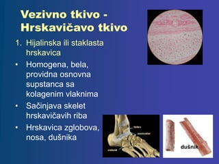 Vezivno tkivo -
Hrskavičavo tkivo
1. Hijalinska ili staklasta
hrskavica
• Homogena, bela,
providna osnovna
supstanca sa
kolagenim vlaknima
• Sačinjava skelet
hrskavičavih riba
• Hrskavica zglobova,
nosa, dušnika
dušnik
 