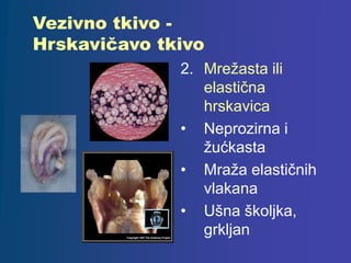 Vezivno tkivo -
Hrskavičavo tkivo
2. Mrežasta ili
elastična
hrskavica
• Neprozirna i
žućkasta
• Mraža elastičnih
vlakana
• Ušna školjka,
grkljan
 
