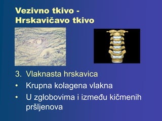 Vezivno tkivo -
Hrskavičavo tkivo
3. Vlaknasta hrskavica
• Krupna kolagena vlakna
• U zglobovima i između kičmenih
pršljenova
 