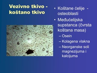 Vezivno tkivo -
koštano tkivo
• Koštane ćelije -
osteoblasti
• Međućelijska
supstanca (čvrsta
koštana masa)
– Osein
– Kolagena vlakna
– Neorganske soli
magnezijuma i
kalcijuma
 