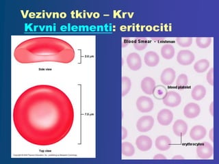 Vezivno tkivo – Krv
Krvni elementi: eritrociti
 