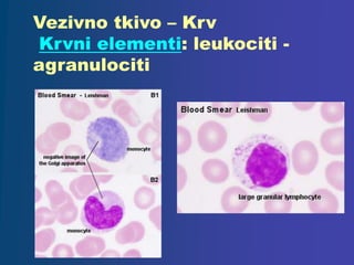 Vezivno tkivo – Krv
Krvni elementi: leukociti -
agranulociti
 