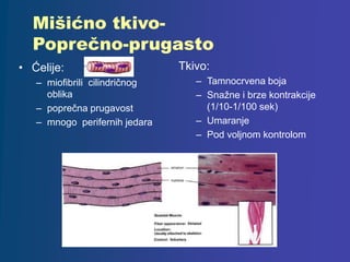 Mišićno tkivo-
Poprečno-prugasto
• Ćelije:
– miofibrili cilindričnog
oblika
– poprečna prugavost
– mnogo perifernih jedara
Tkivo:
– Tamnocrvena boja
– Snažne i brze kontrakcije
(1/10-1/100 sek)
– Umaranje
– Pod voljnom kontrolom
 