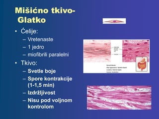 Mišićno tkivo-
Glatko
• Ćelije:
– Vretenaste
– 1 jedro
– miofibrili paralelni
• Tkivo:
– Svetle boje
– Spore kontrakcije
(1-1,5 min)
– Izdržljivost
– Nisu pod voljnom
kontrolom
 