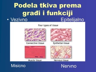 Podela tkiva prema
građi i funkciji
• Vezivno Epitelijalno
NervnoMisicno
 