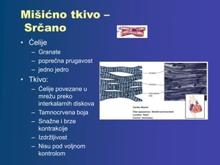 Mišićno tkivo –
Srčano
• Ćelije
– Granate
– poprečna prugavost
– jedno jedro
• Tkivo:
– Ćelije povezane u
mrežu preko
interkalarnih diskova
– Tamnocrvena boja
– Snažne i brze
kontrakcije
– Izdržljivost
– Nisu pod voljnom
kontrolom
 