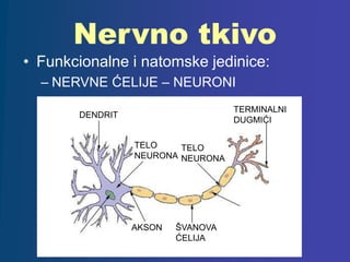Nervno tkivo
• Funkcionalne i natomske jedinice:
– NERVNE ĆELIJE – NEURONI
DENDRIT
ŠVANOVA
ĆELIJA
AKSON
TELO
NEURONA
TELO
NEURONA
TERMINALNI
DUGMIĆI
 